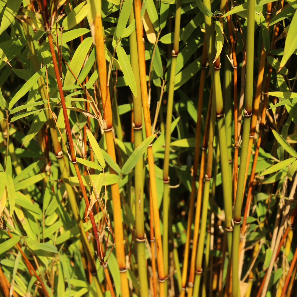 Drepanostachyum falcatum Image