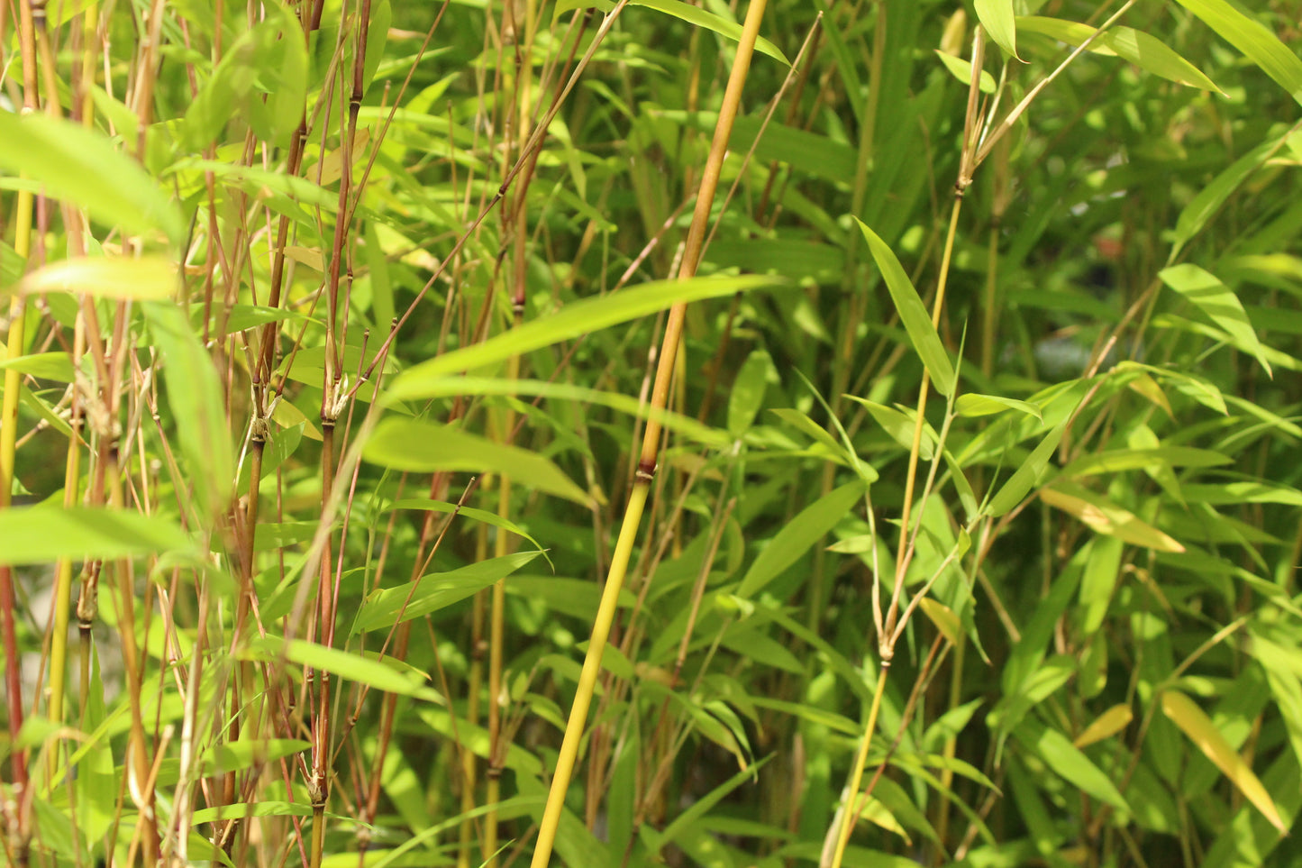 Drepanostachyum falcatum