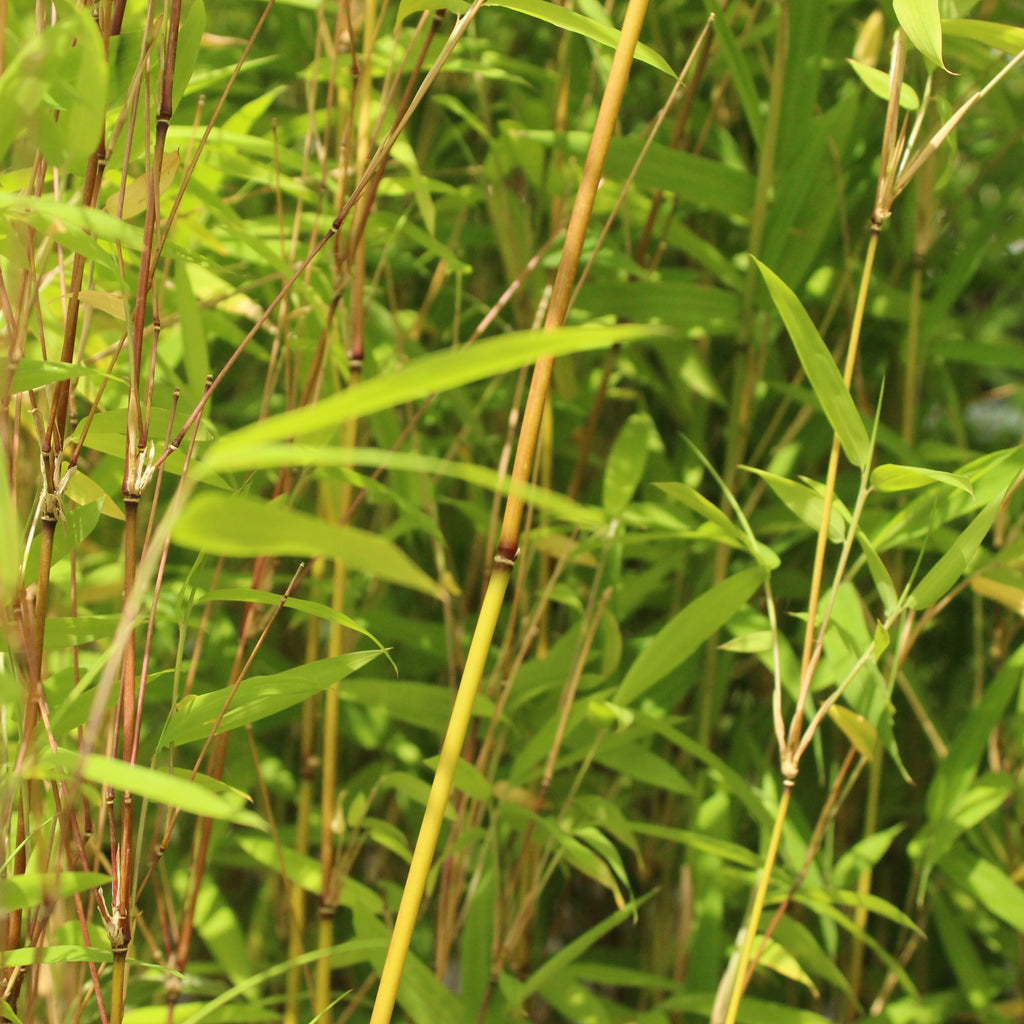 Drepanostachyum falcatum Image