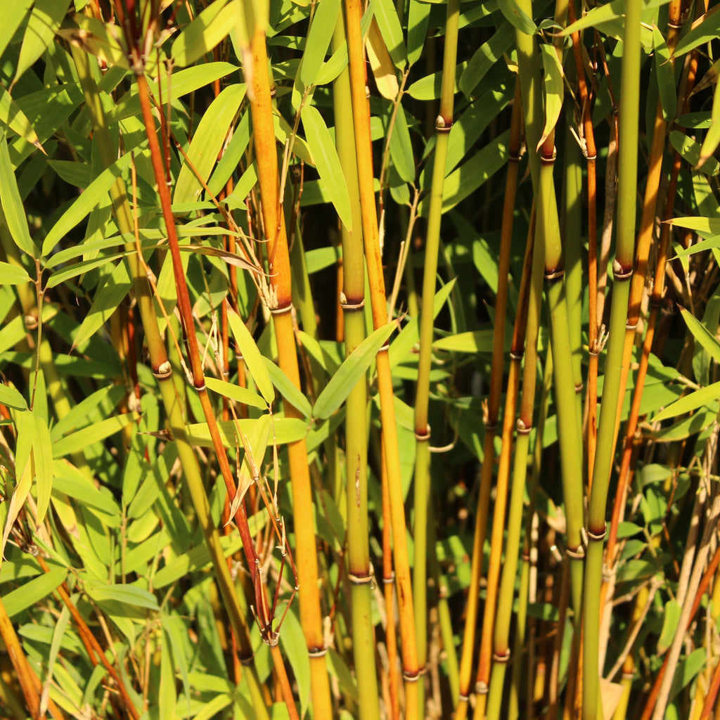 Drepanostachyum falcatum Image