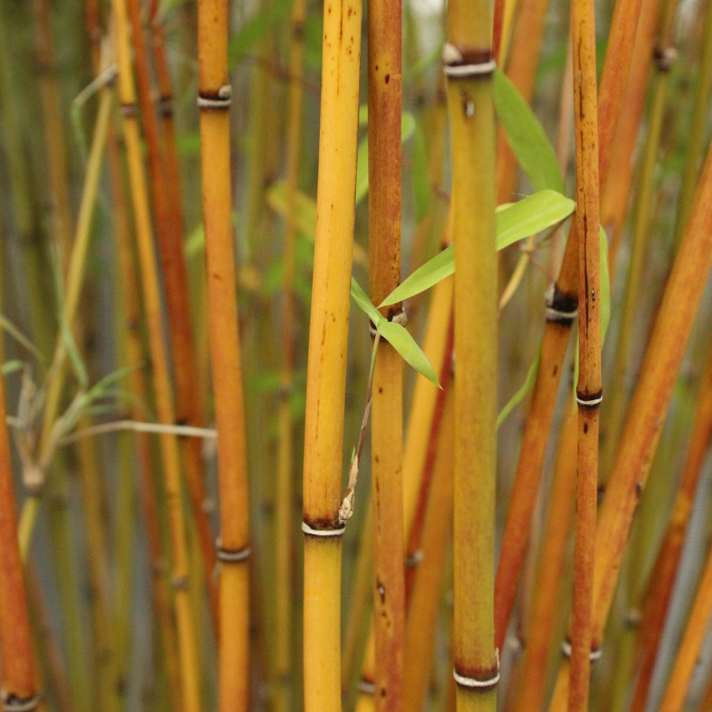 Drepanostachyum falcatum Image