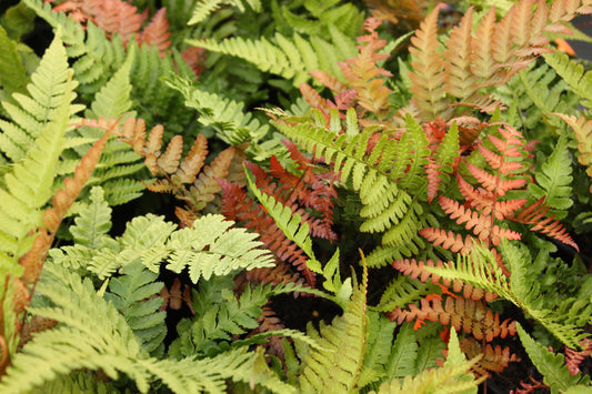 Dryopteris erythrosora