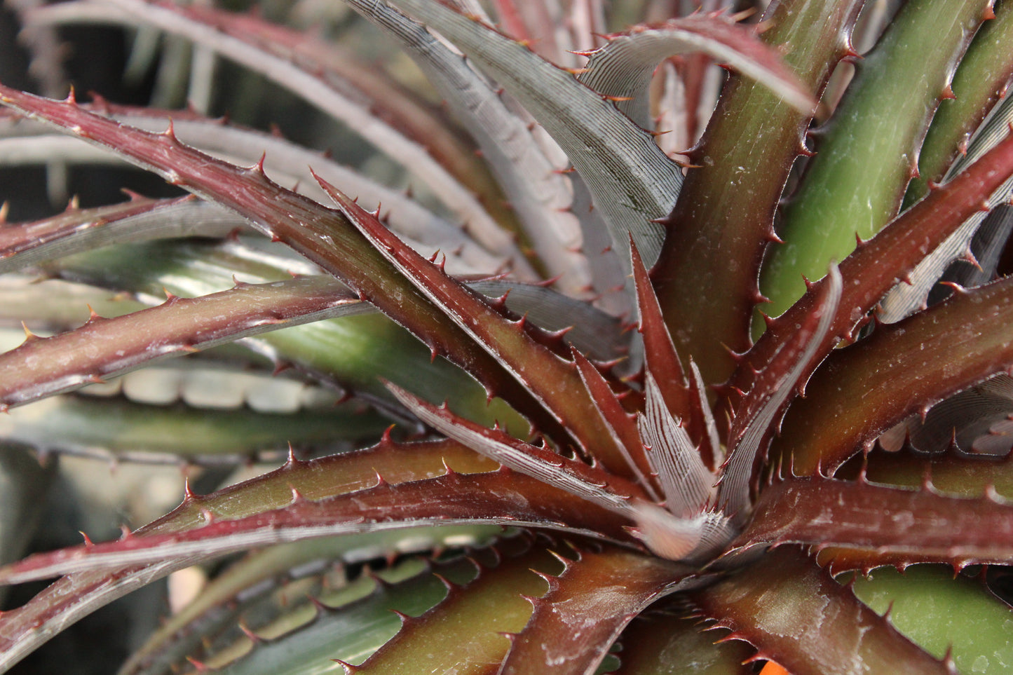Dyckia fost. hybrids