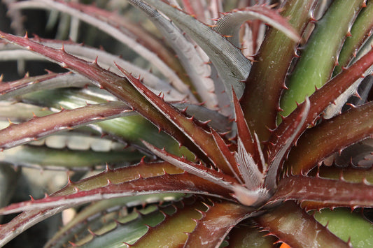 Dyckia fost. hybrids