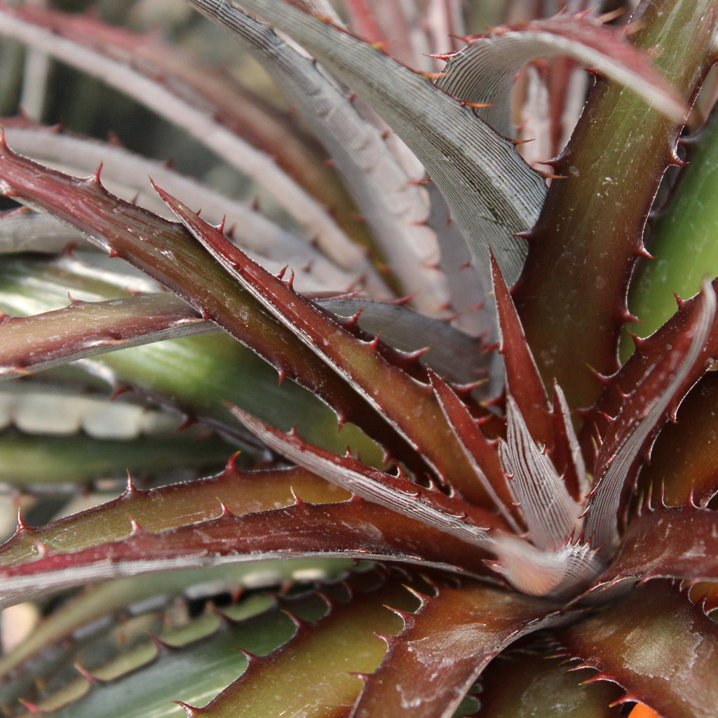 Dyckia fosteriana hybrids Image