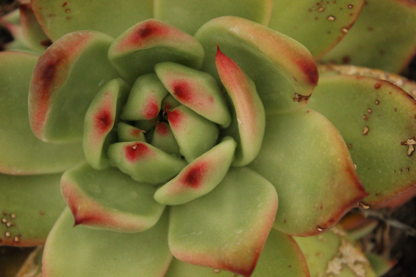 Echeveria agavoidies
