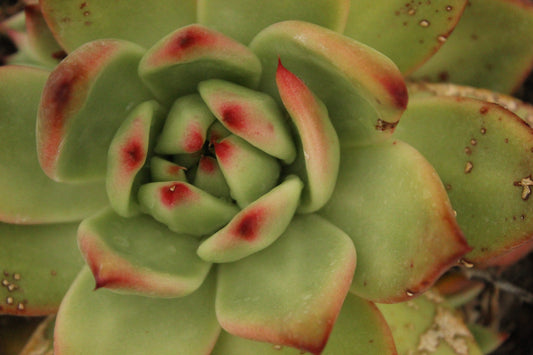 Echeveria agavoidies