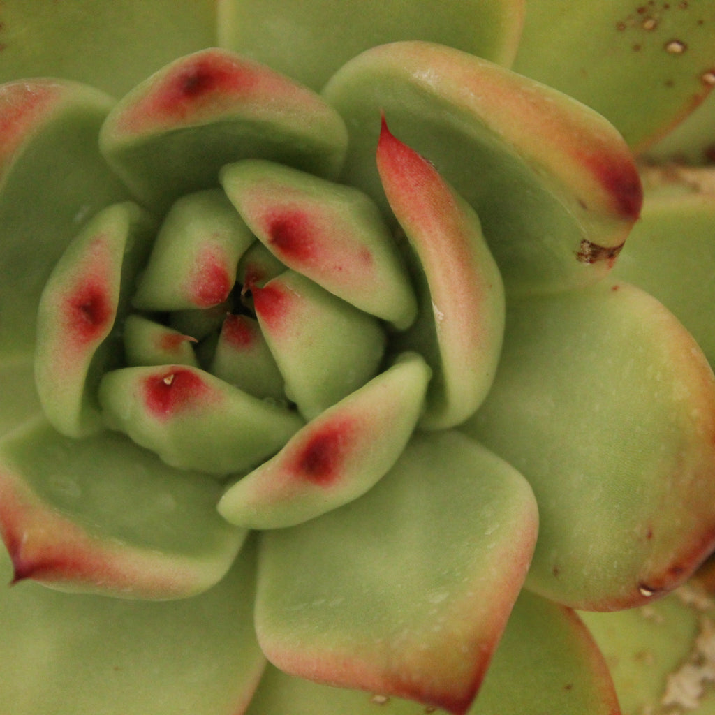 Echeveria agavoidies Image
