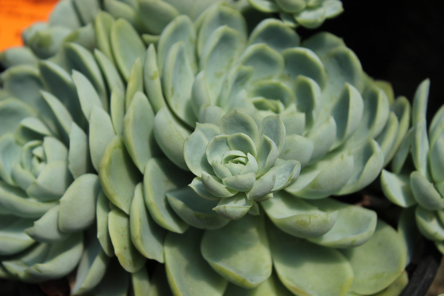 Echeveria elegans