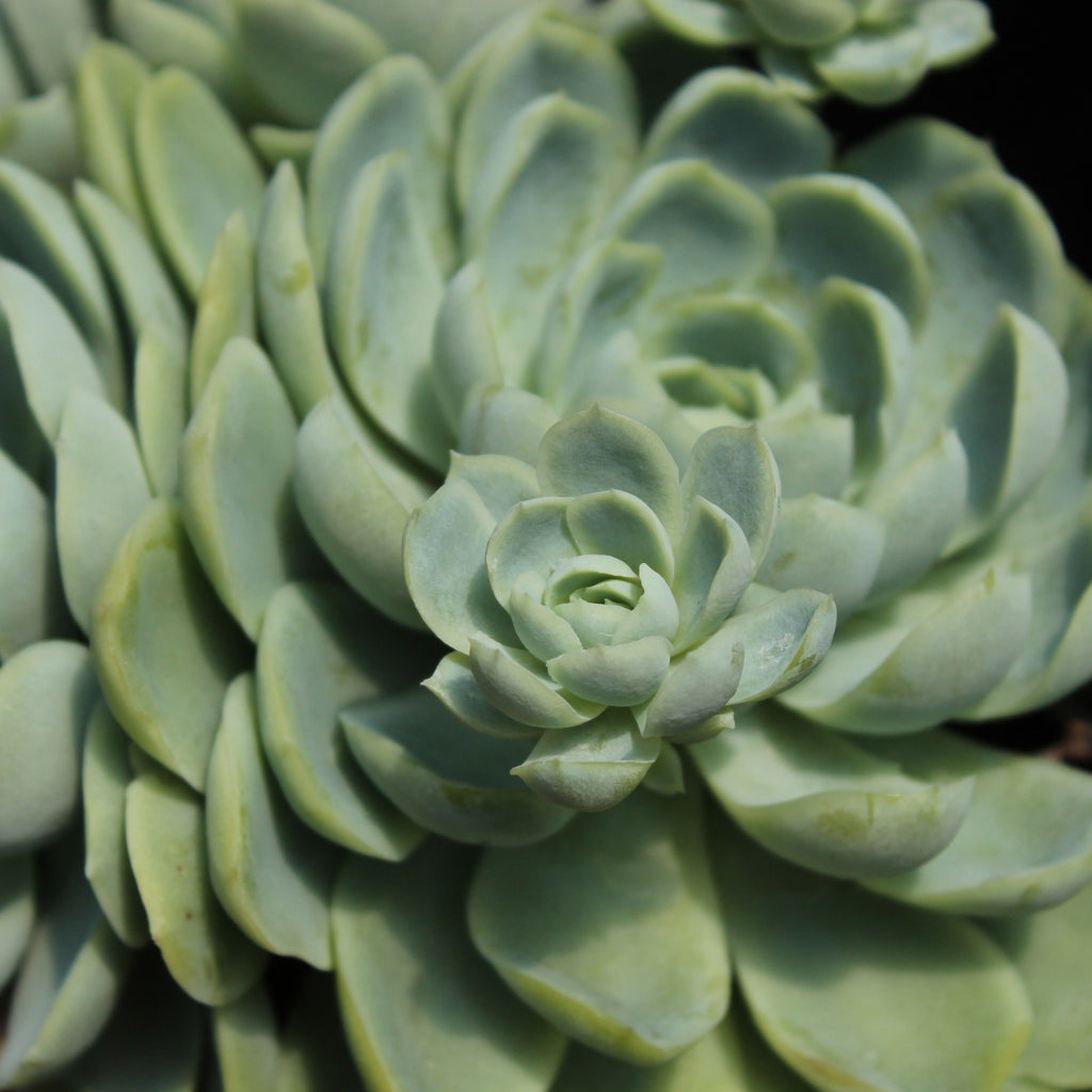 Echeveria elegans Image