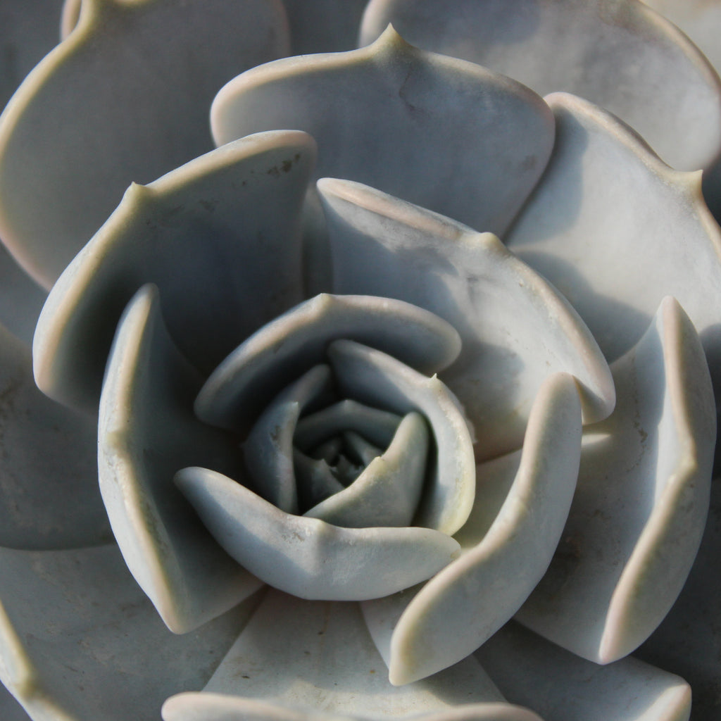 Echeveria Los Raynos Image