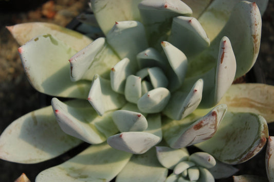 Echeveria Mexico City