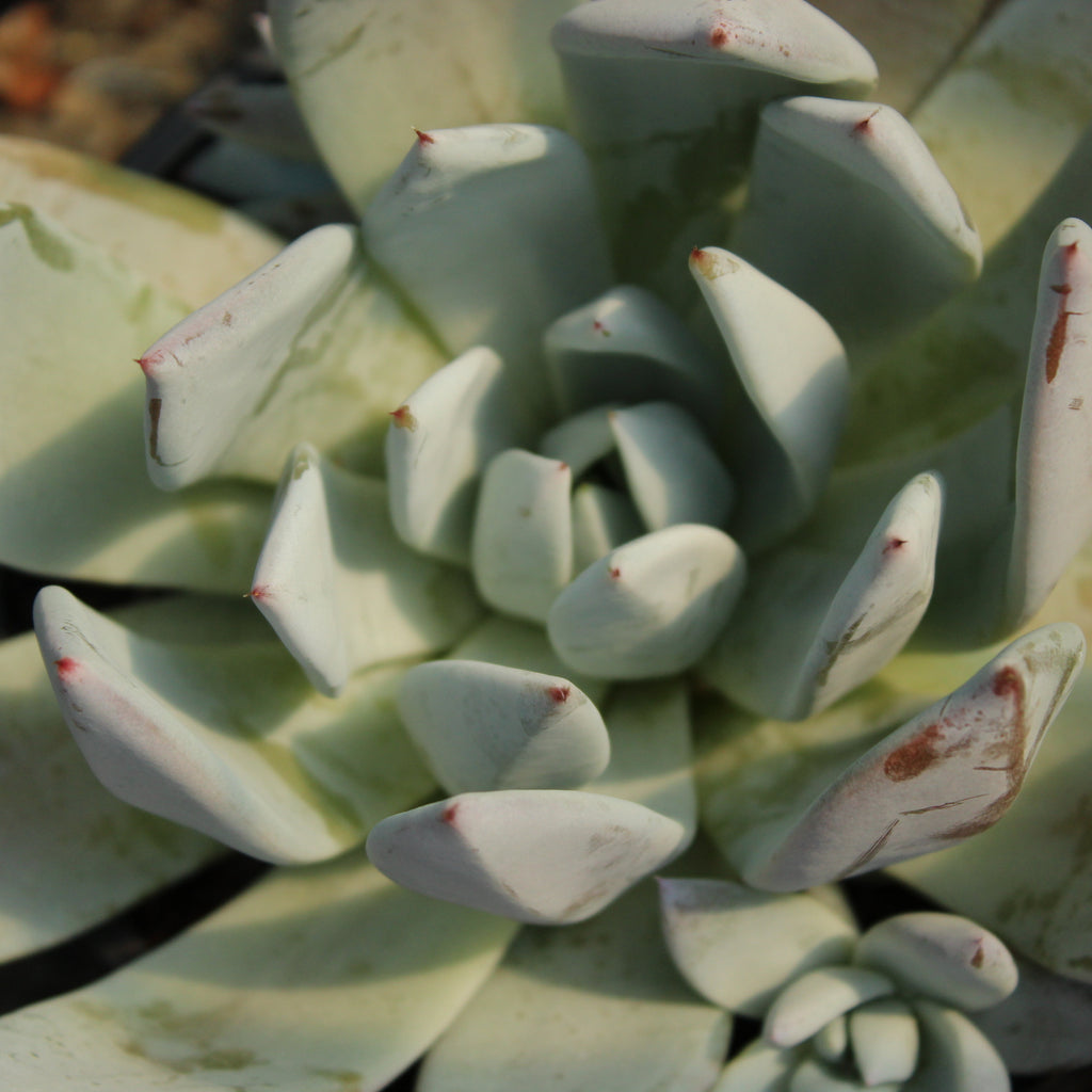 Echeveria Mexico City Image