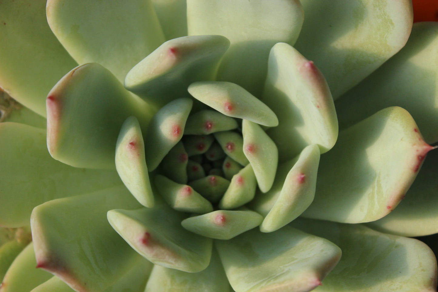 Echeveria Pink Bride