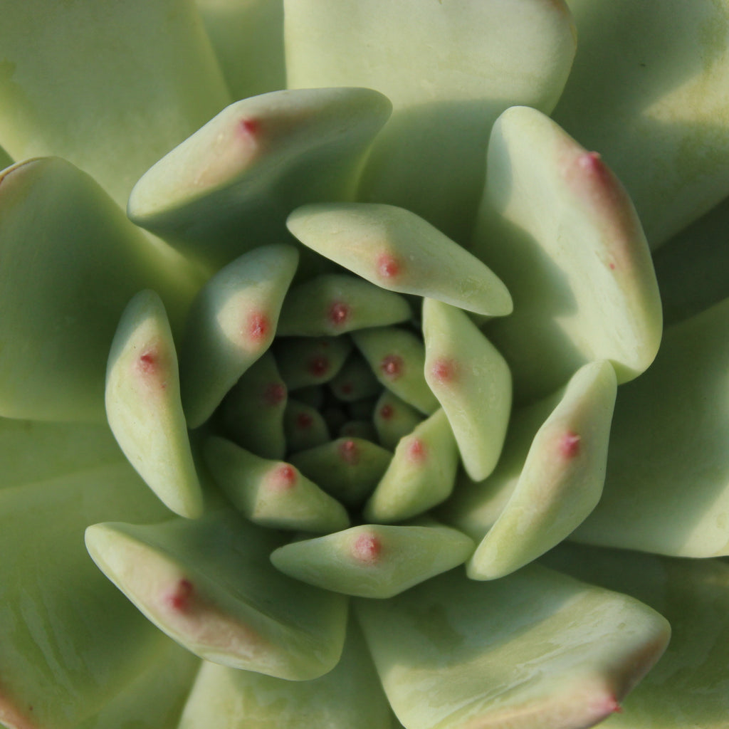 Echeveria Pink Bride Image
