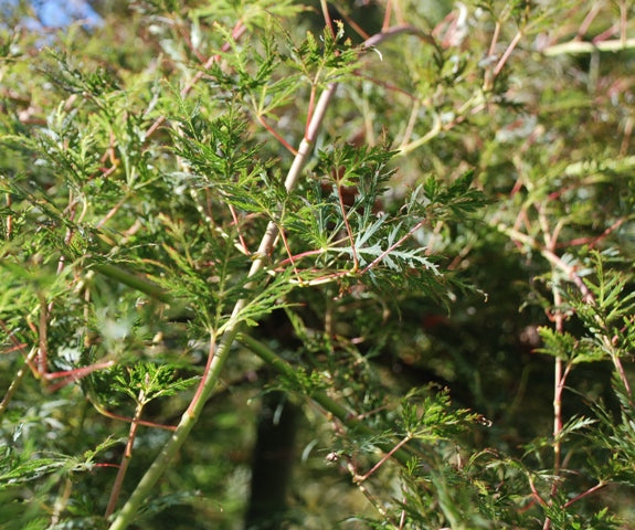 Acer Emerald Lace Image