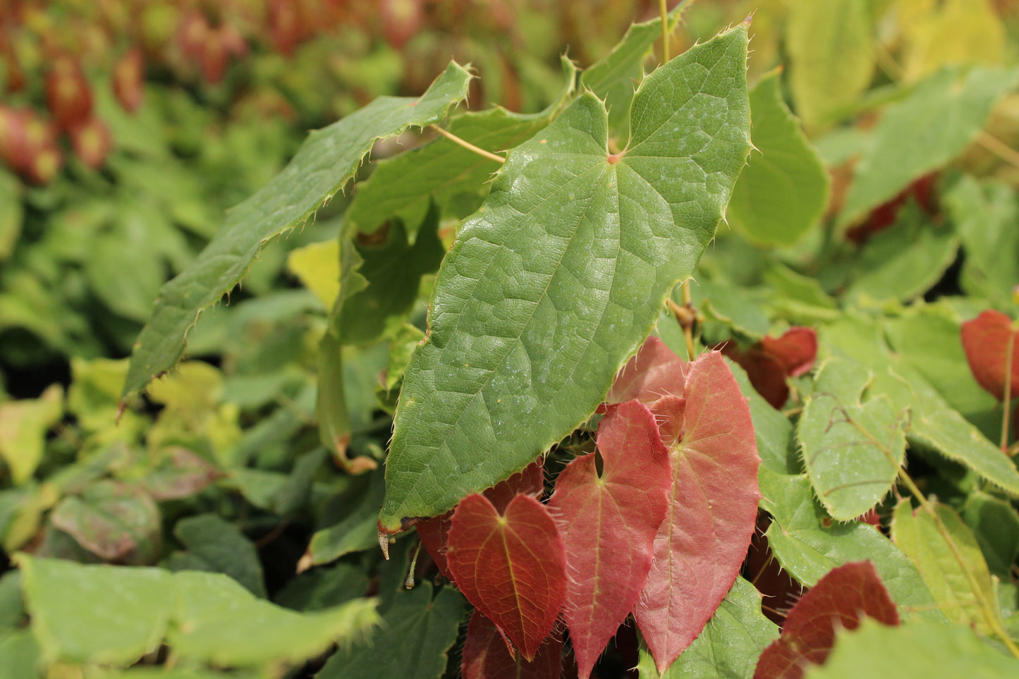 Epimedium Brimstone Butterfly