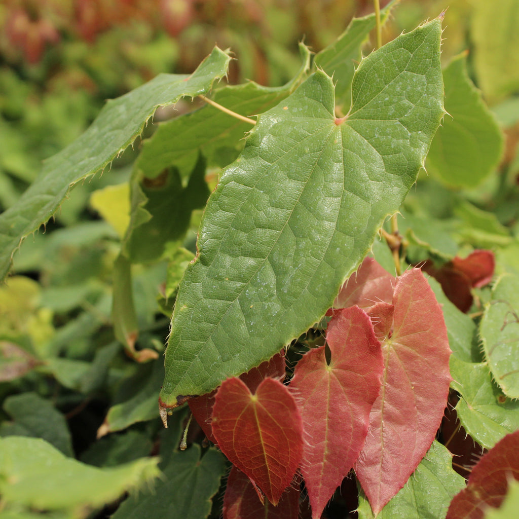Epimedium Brimstone Butterfly Image