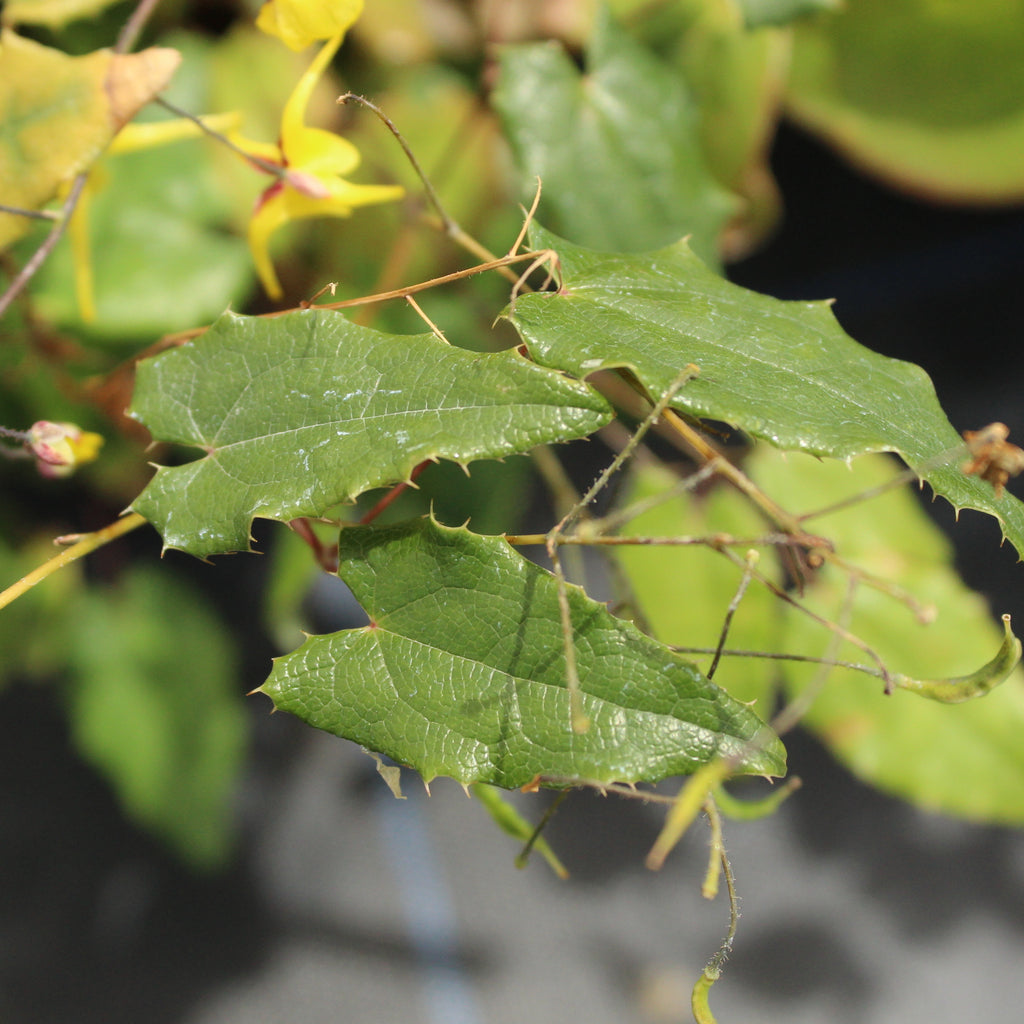 Epimedium Davidii Image
