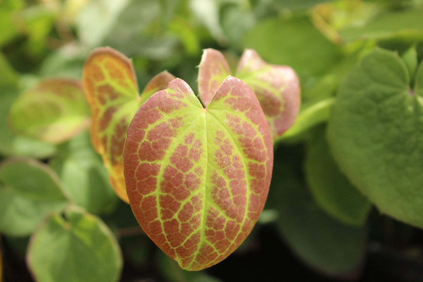 Epimedium neo-sulphureum
