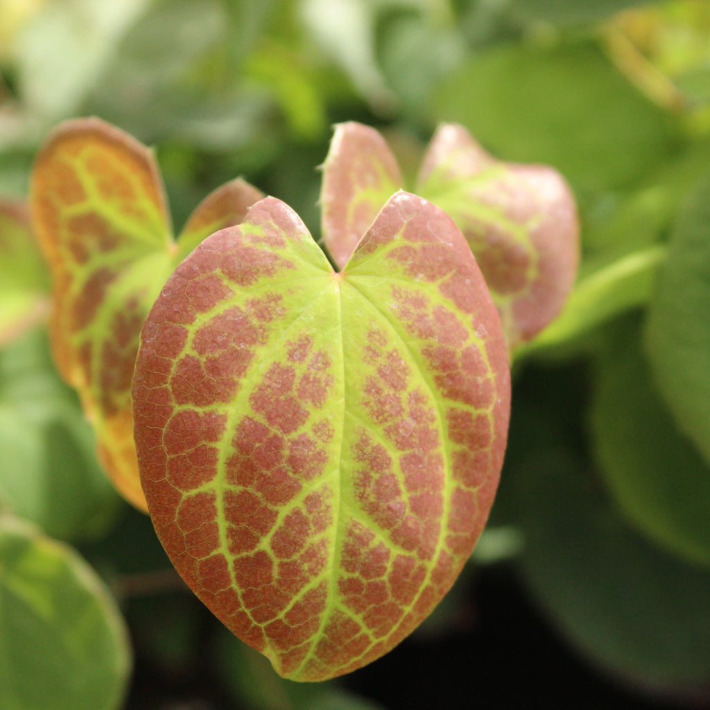 Epimedium neo-sulphureum Image