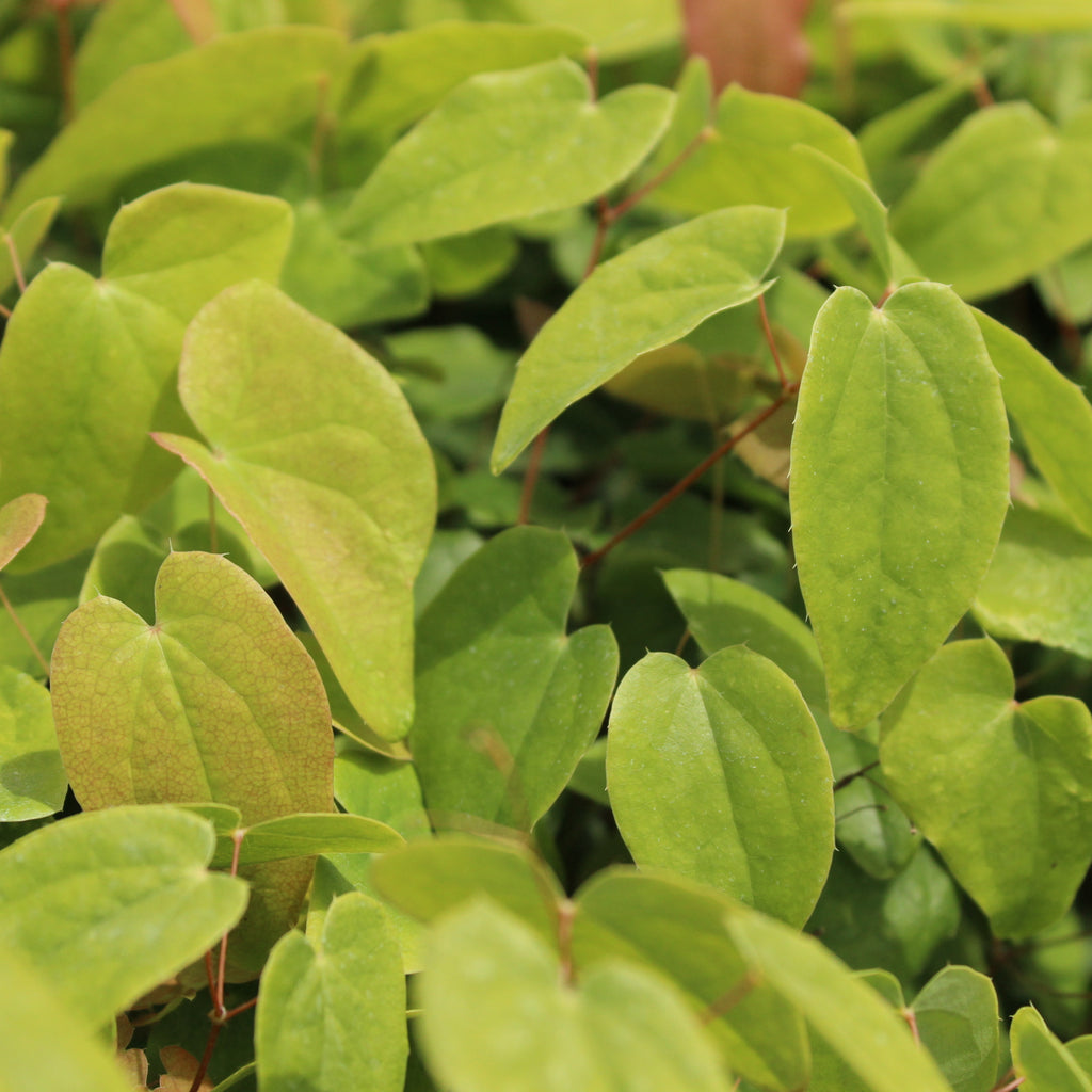 Epimedium niveum Image