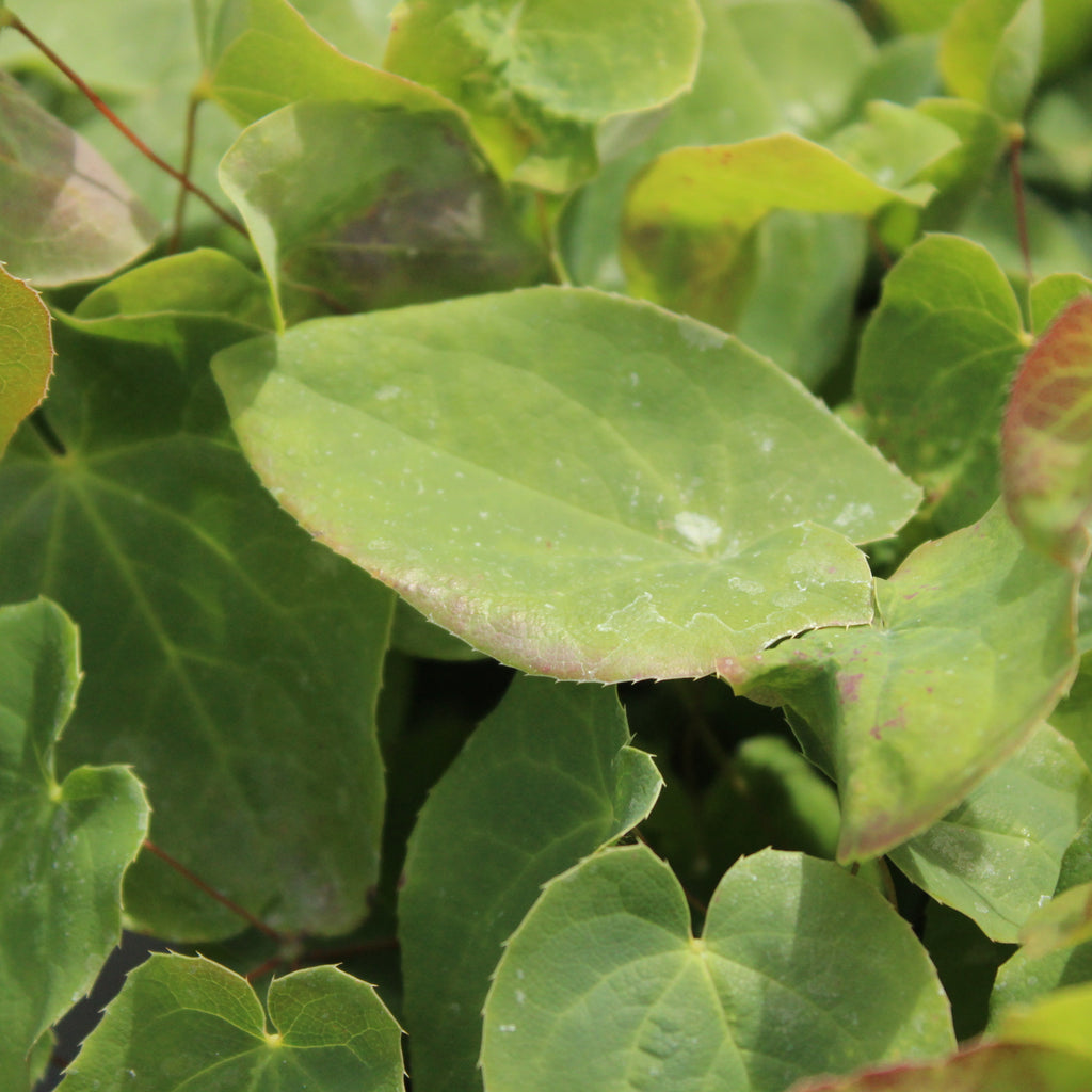 Epimedium perralderianum Image