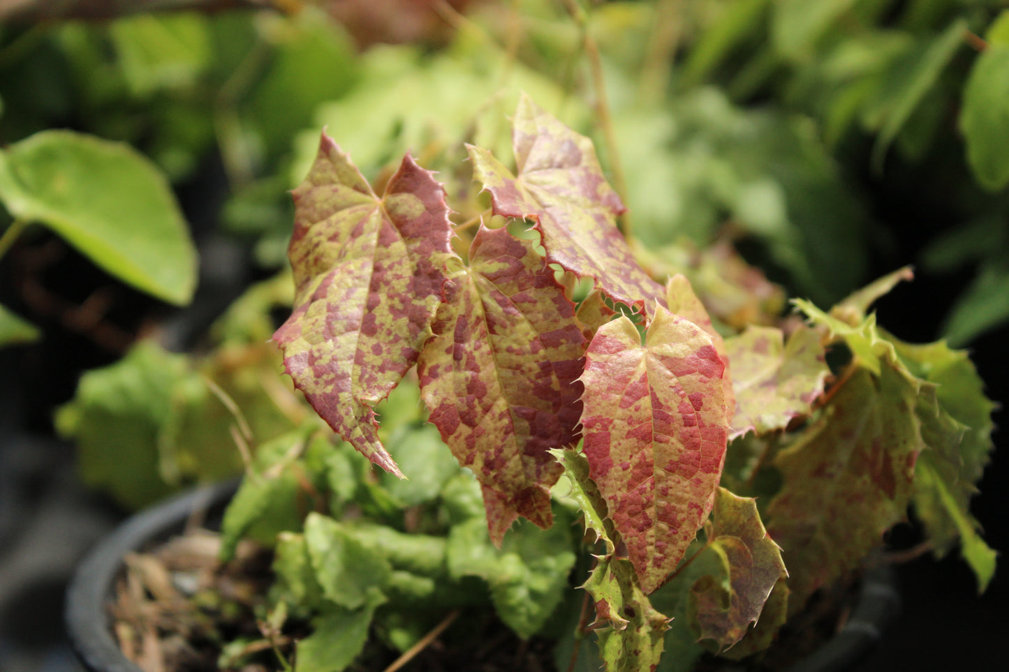 Epimedium stellutatum Wudang Star