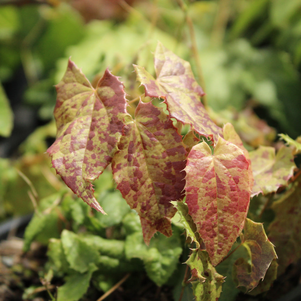 Epimedium stellulatum Wudang Star Image