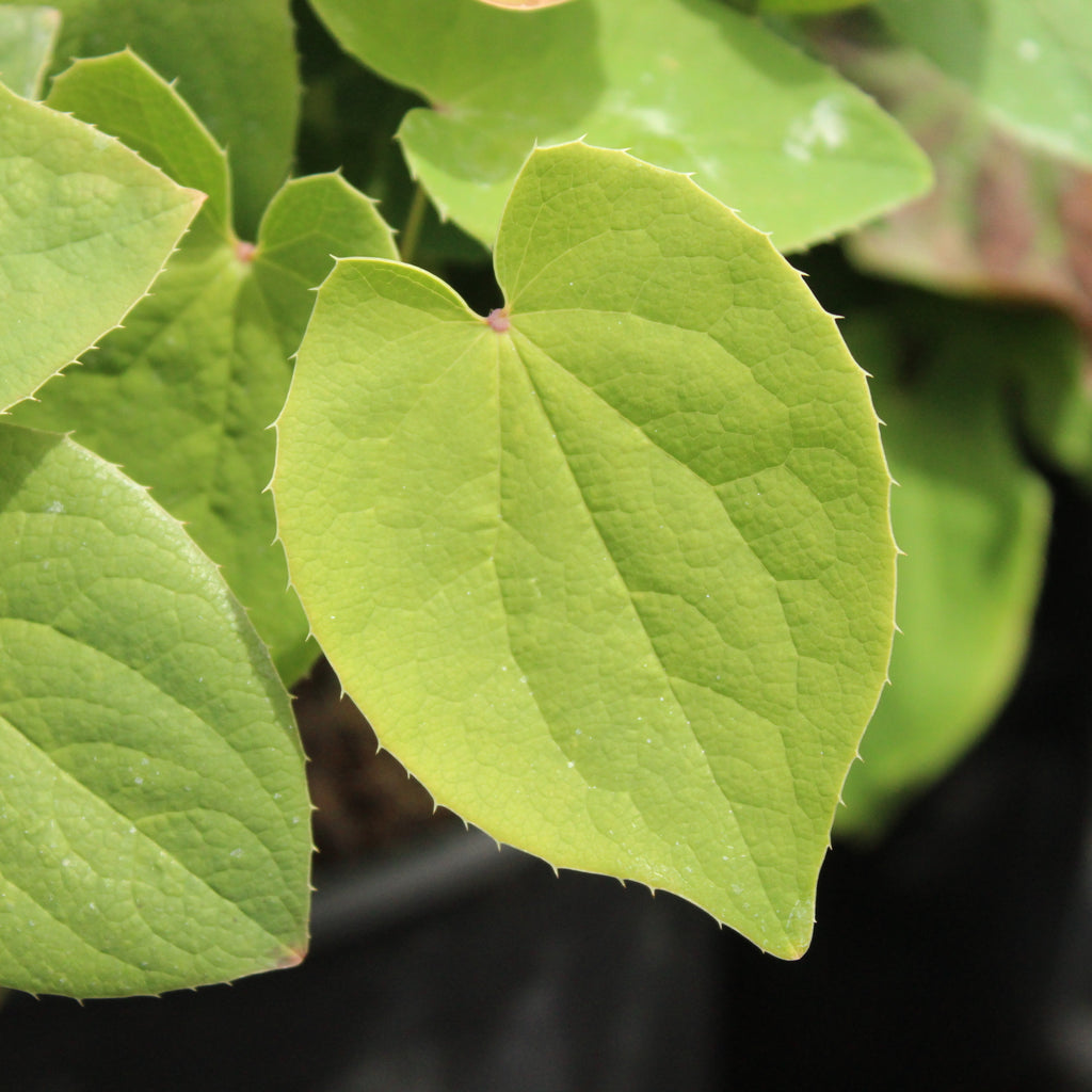 Epimedium warleyense Image