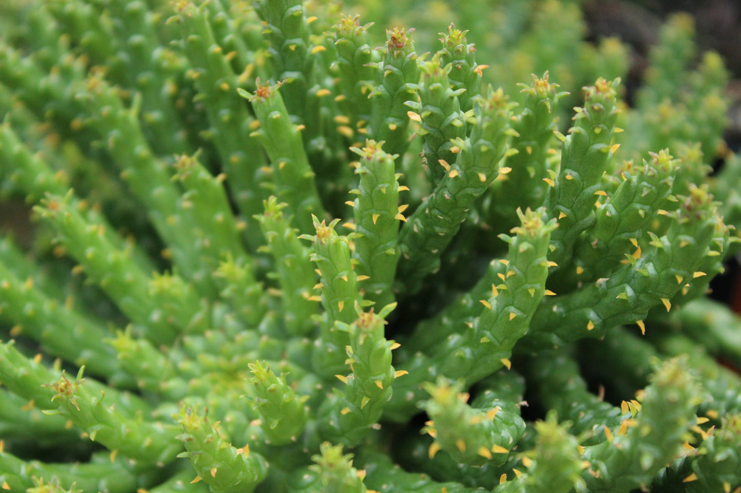 Euphorbia Caput