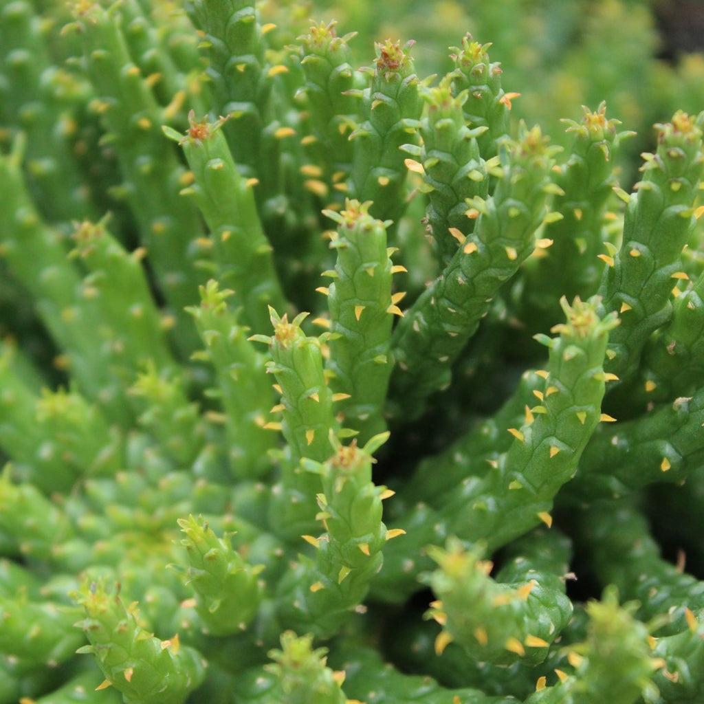 Euphorbia Caput Image