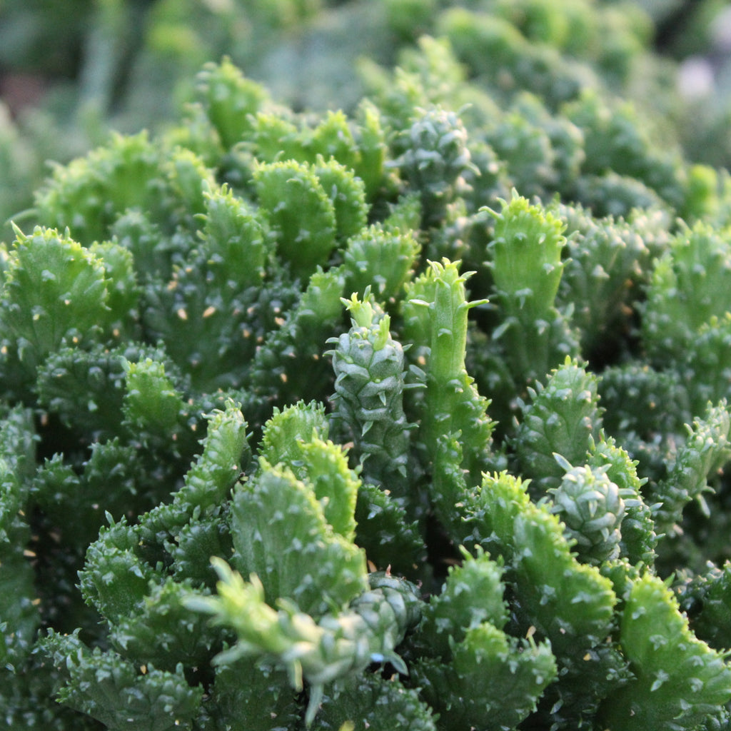 Euphorbia Crestate Image