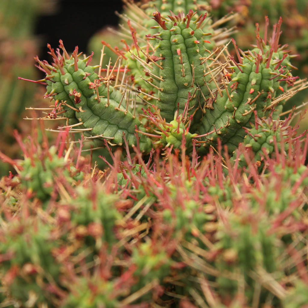 Euphorbia mammillaris Image