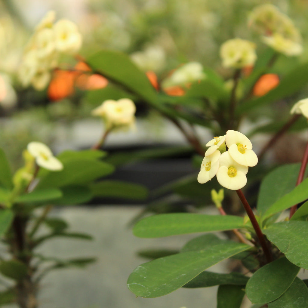 Euphorbia milii Image