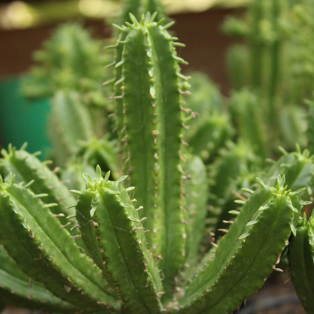 Euphorbia species Image