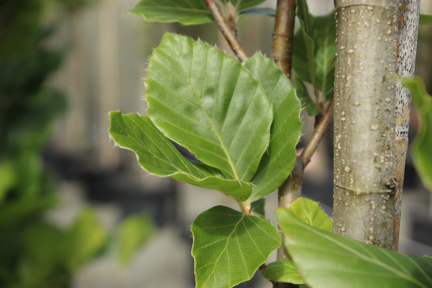 Fagus s. Dawyck Green