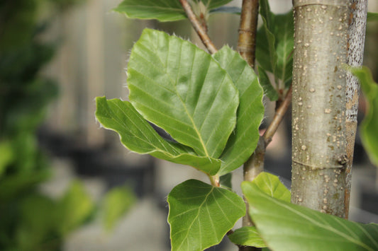 Fagus s. Dawyck Green