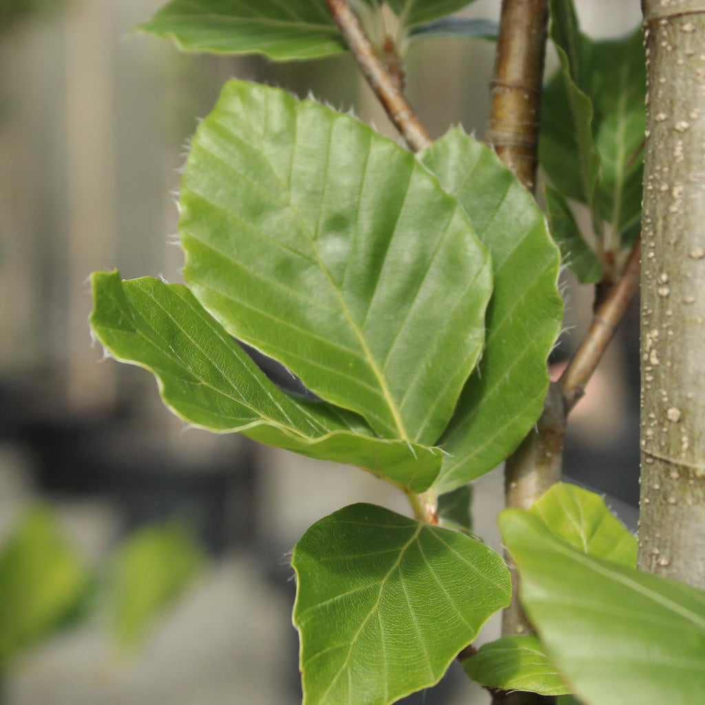 Fagus sylvatica Dawyck Green Image