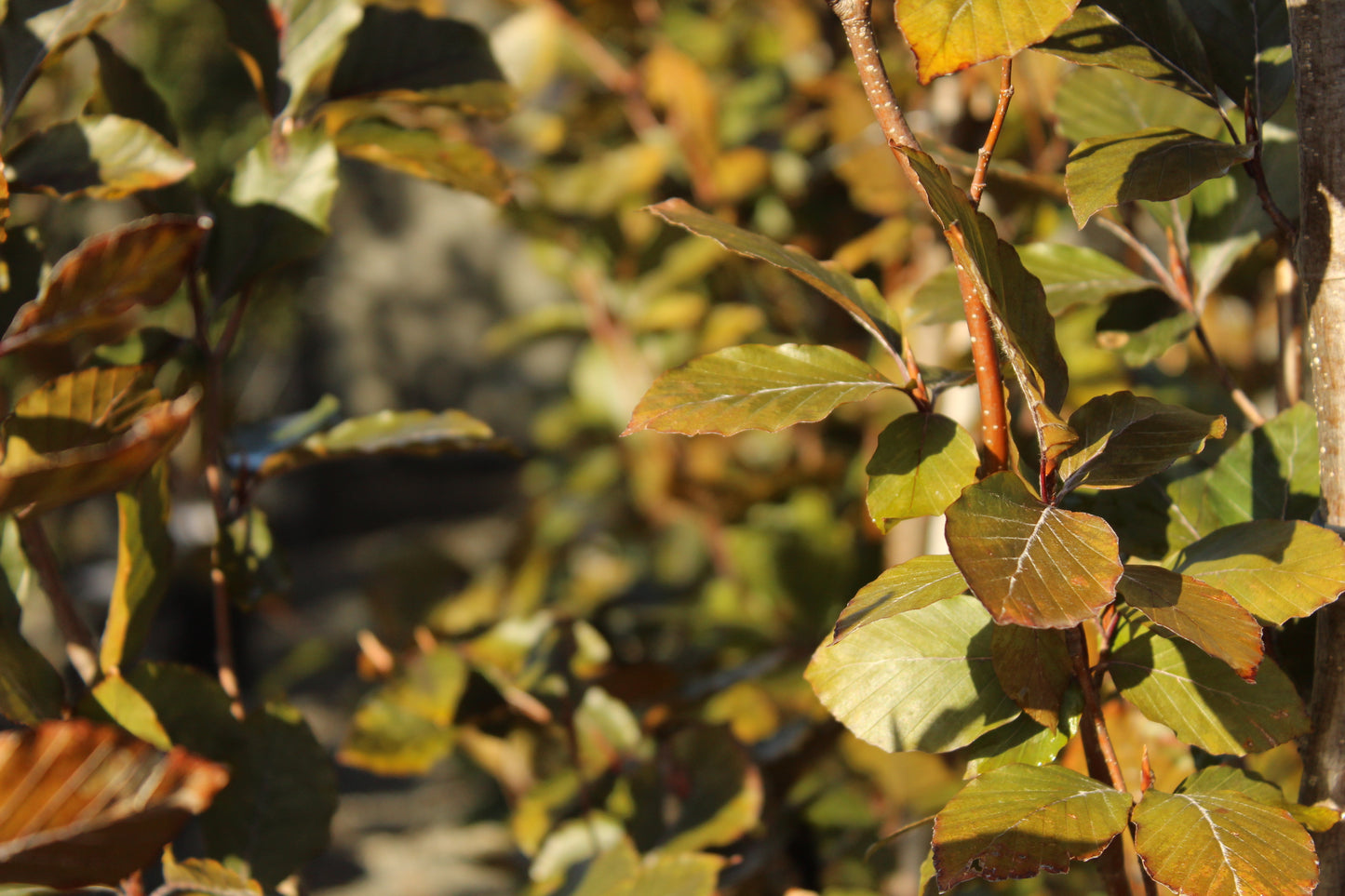 Fagus s.'Dawyck Purple'