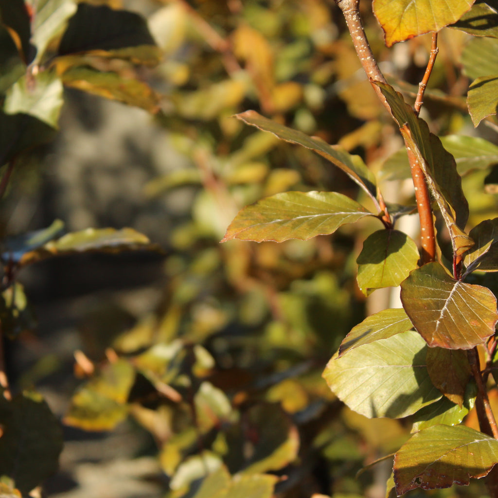 Fagus sylvatica Dawyck Purple Image