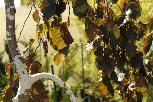 Fagus 'Purple Fountain'