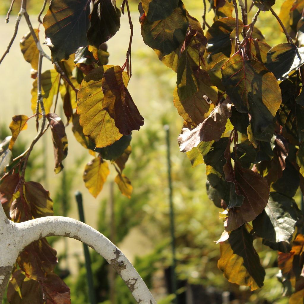 Fagus Purple Fountain Image
