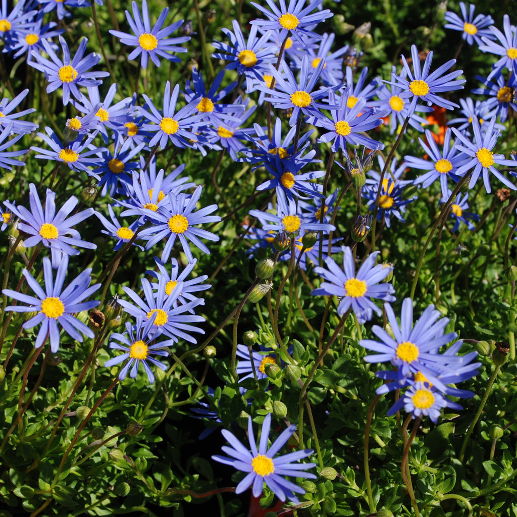 Felicia Felicity Blue Image