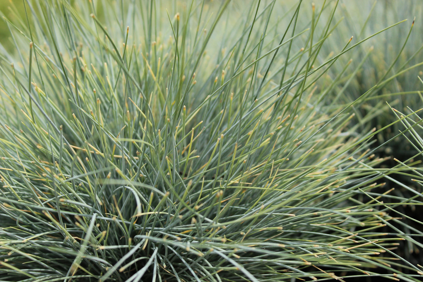 Festuca glauca