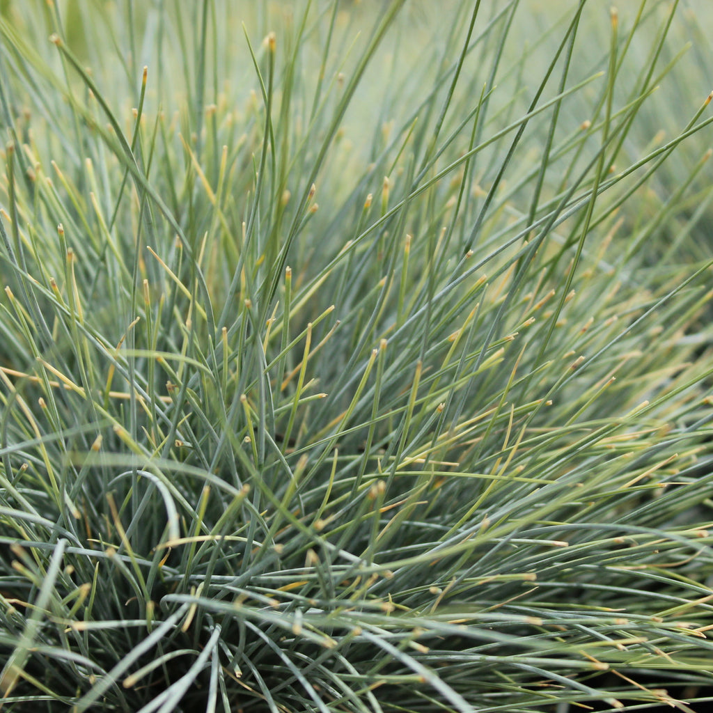 Festuca glauca Image