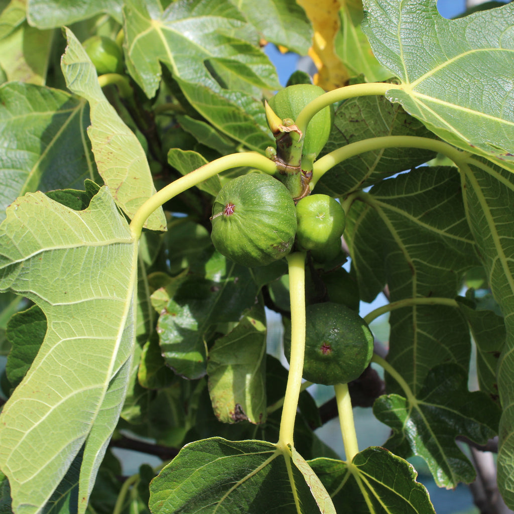 Fig Brown Turkey Image