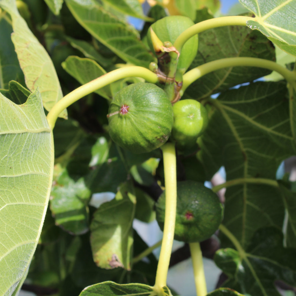 Fig Mrs Williams Image