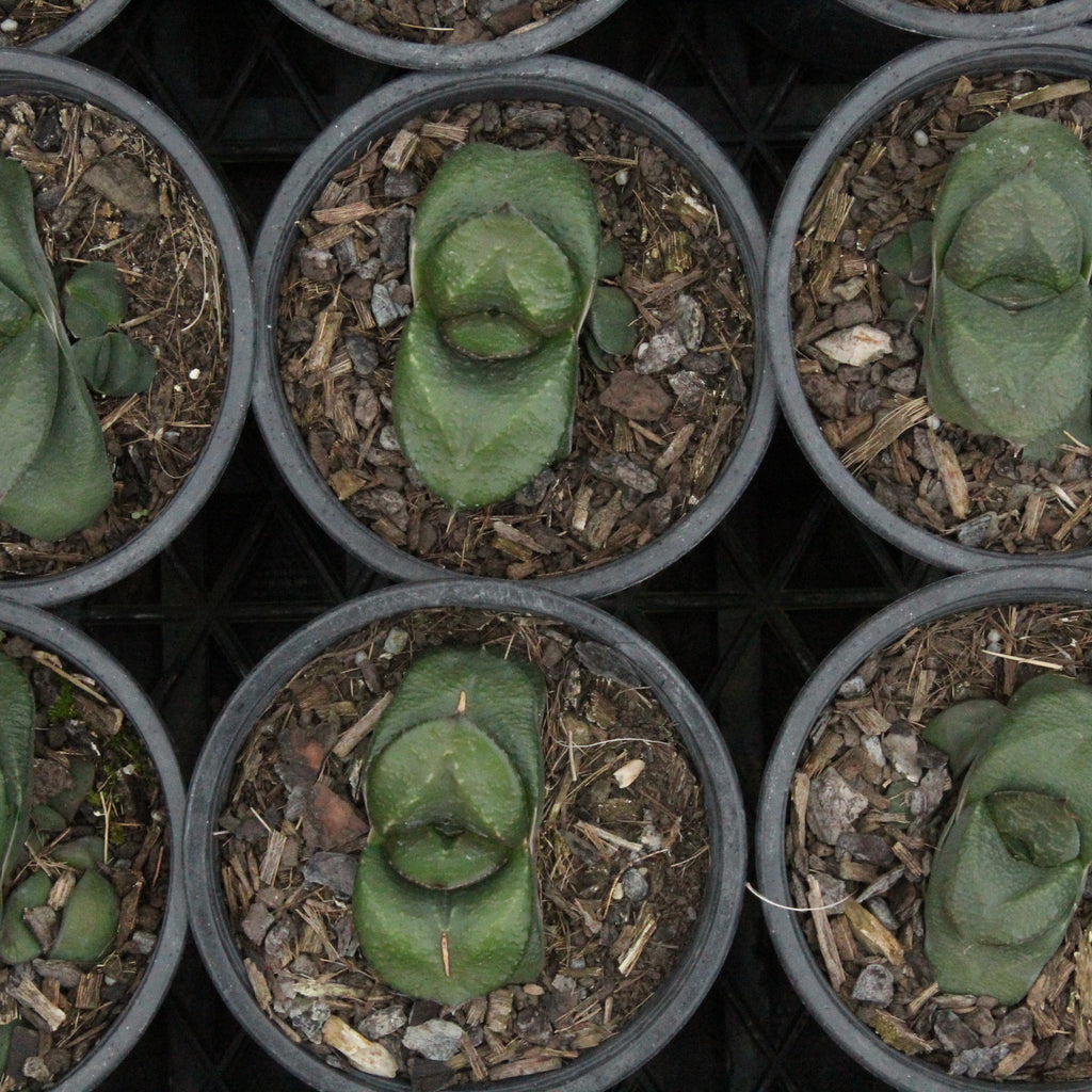 Gasteria armstrongii Image