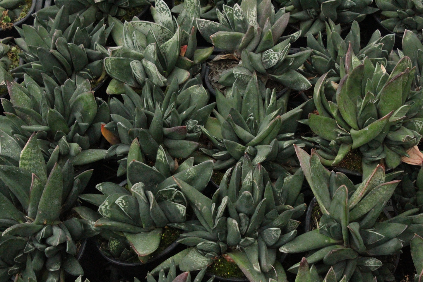 Gasteria\nBlack Boy